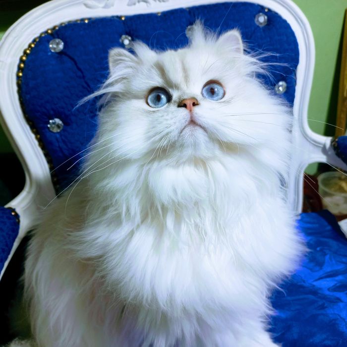 KOCUR HODOWLANY  Brytyjski długowłosy WCF PZF