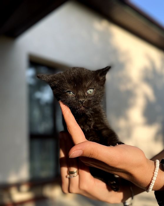 Віддам у добрі руки двох кошенят