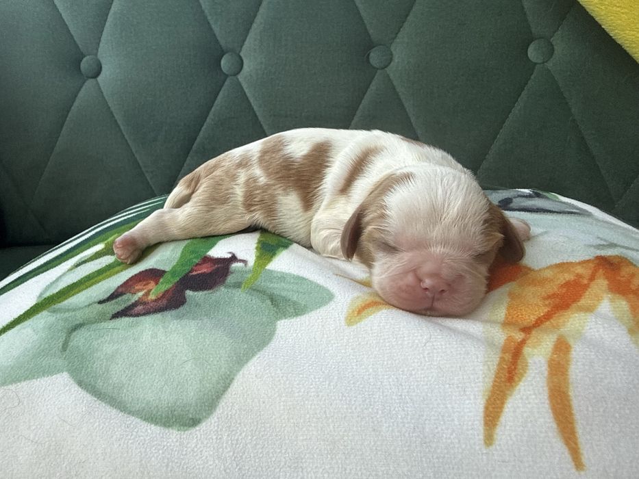 Cavalier king spaniel z badaniami EFS, MTC, N/CCS, CCS pieski