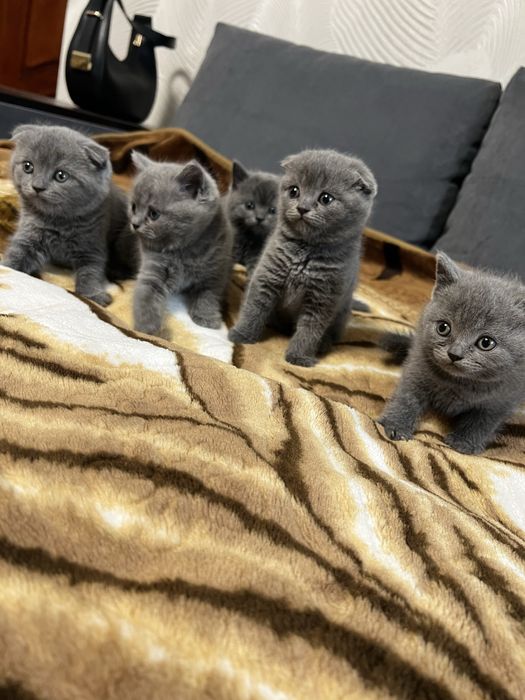 Котятя британцы