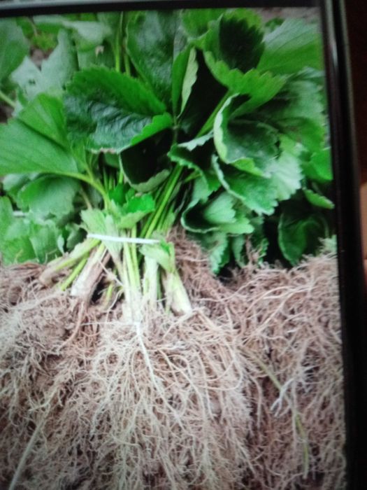 Sadzonki truskawek wczesne i pozne 100 szkółka wysylka pobraniowa Nowe Miasto nad Pilicą • OLX.pl