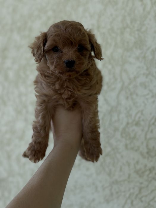 Кукольна дівчинка міні