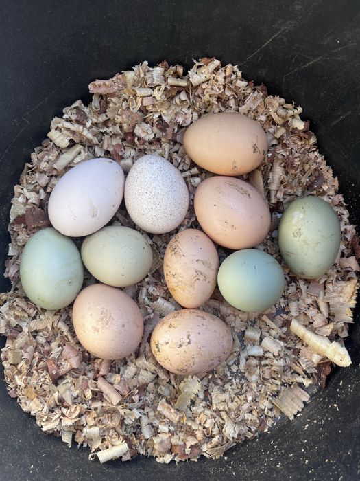 Ovos caseiros á duzia ou ao cartao 30 ovos