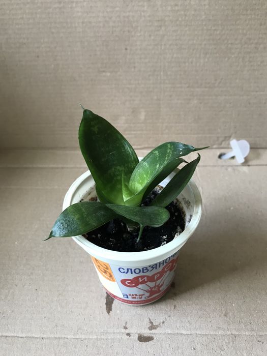 Цветы разные комнатные, все по 20 грн