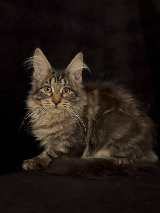 Мейн-Кун Крупная Девочка с Гривой Black Tabby,Дикий Окрас