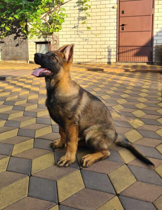 Хлопчик німецької вівчарки робочого розведення.