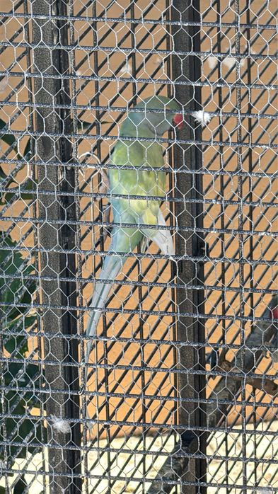 Lote de ring neck adultos