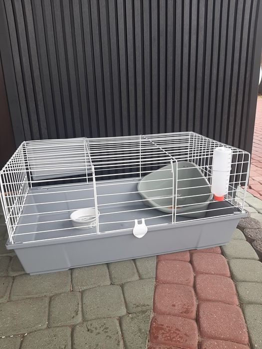 Króliki baranek miniaturka  karzełek mini lop