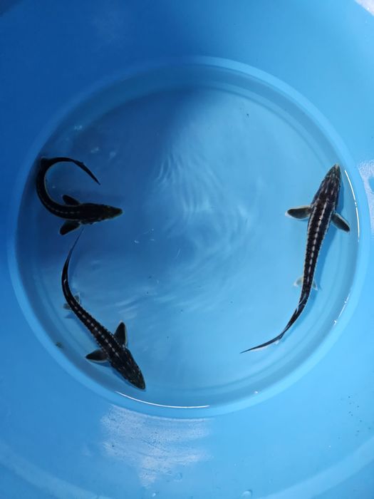 Esturjão acipenser gueldenstaedtii