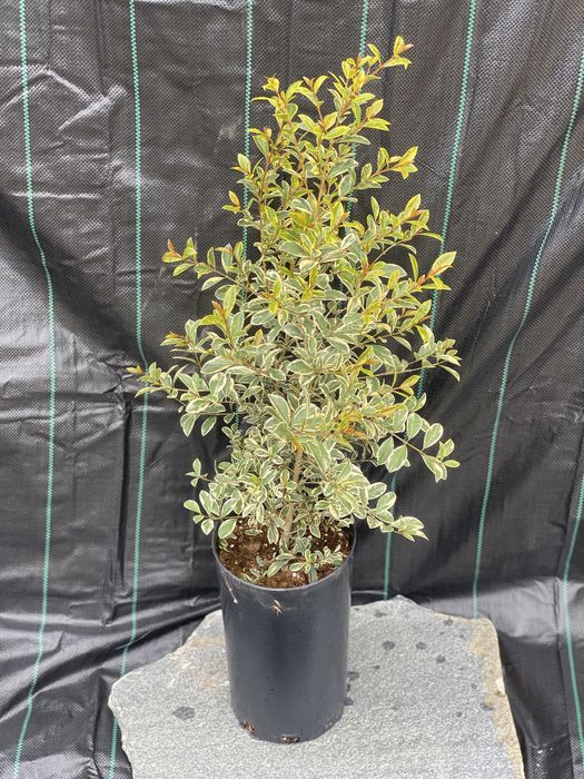 Eugenia Myrtifolia Newport - 100 -110 cm