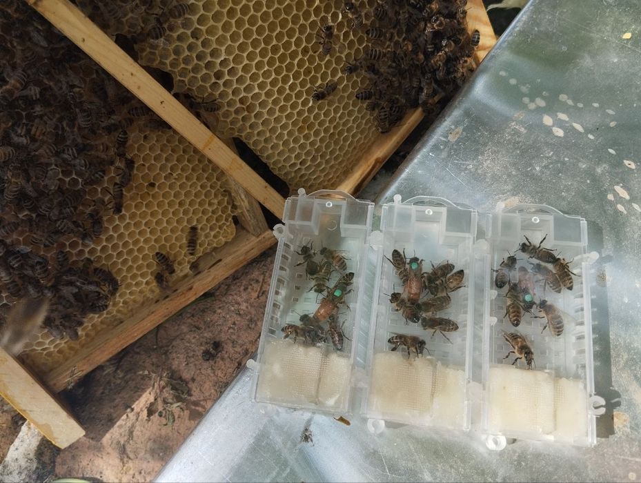 Матки F1 карника, Бакфаст