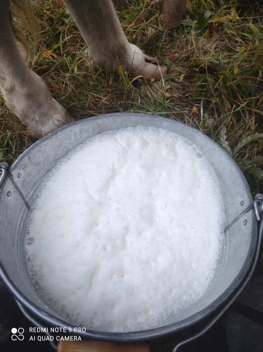 Sprzedam ekologiczne mleko krowie