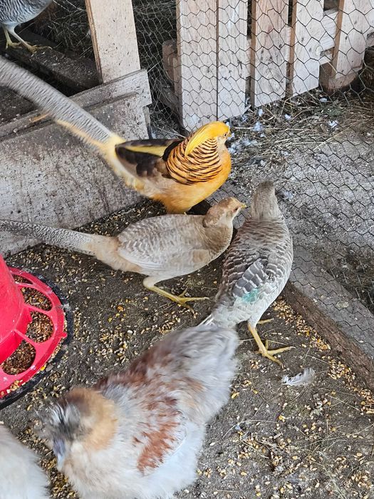 Faisão, gigi, lady,dourado