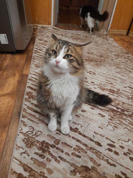 Віддам котів, у дбайливу сім'ю