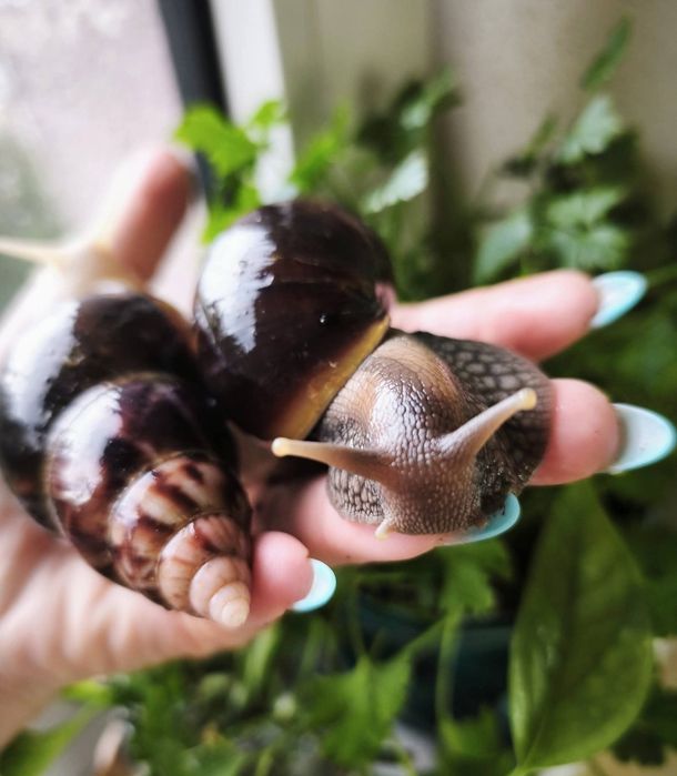 Młode ślimaki afrykańskie lissachatina fulica