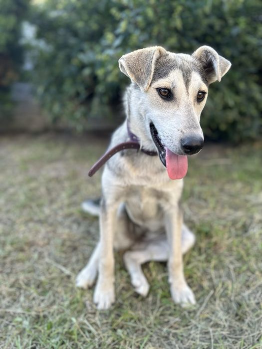 Метис хаскі дівчинка