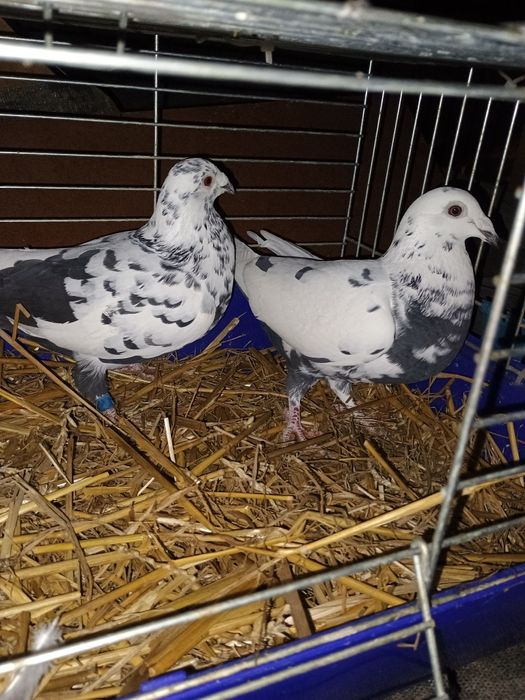 Gołębie pocztowe tygrysy