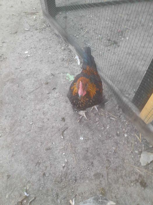 Koguty Australorp i Marans