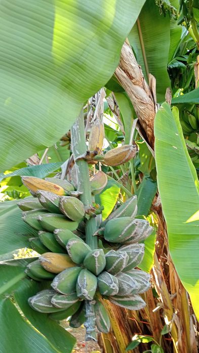Bananeira vários tamanhos