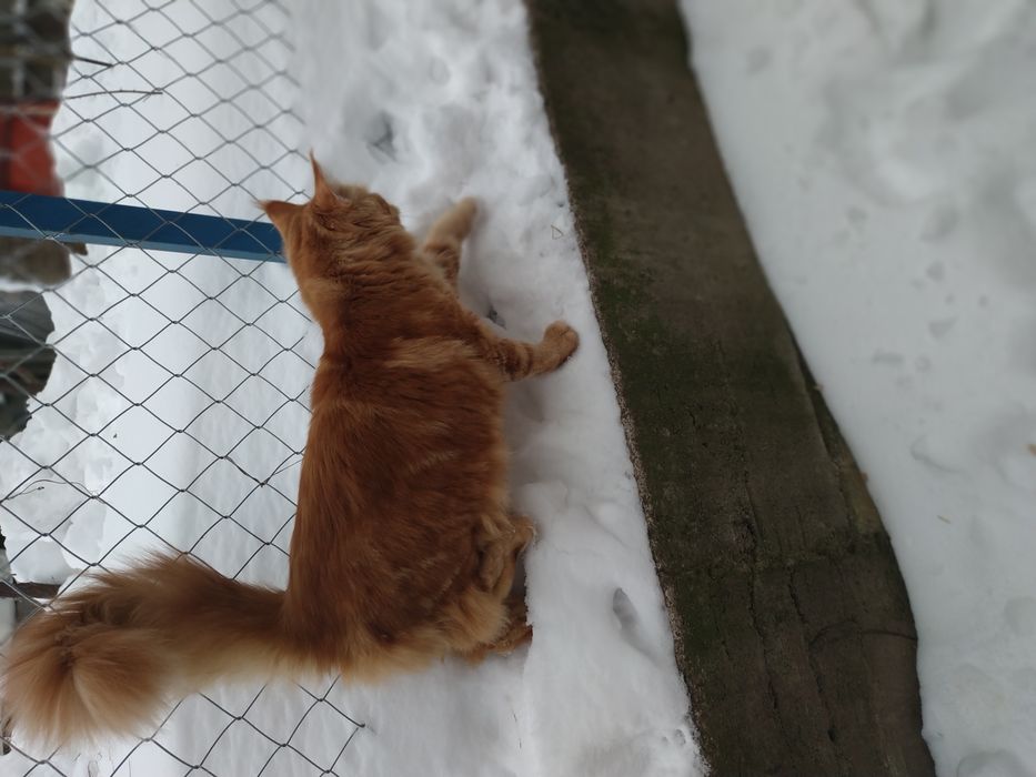 Питомник Красных Мейн кунов Maine Coon Red