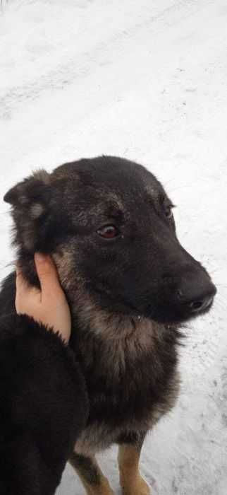 Вівчарка, віддам задарма