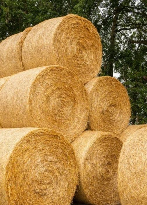 Продам солому ячневую.