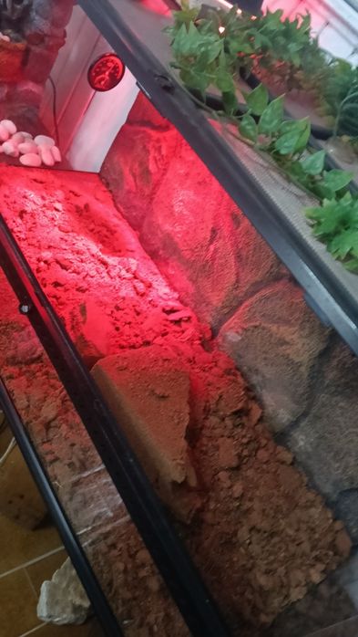 Terrário grande exoterra