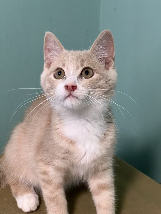 Котенок ищет любящую и ответственную семью