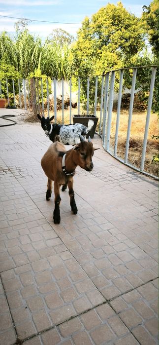 Duas cabras anãs macho 100€