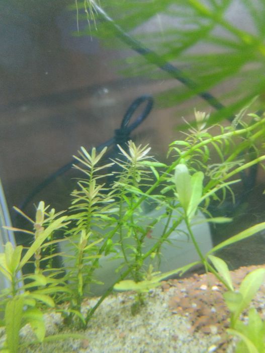 Rotala indica (planta de aquário)