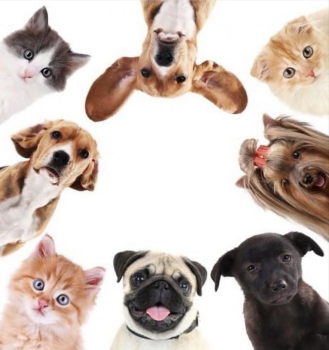 Консультація в оформленні ветеринарних документів