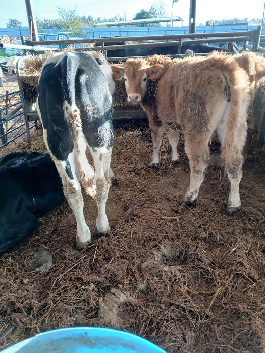 Venda de vitelos para engordar