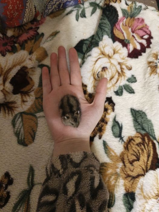 Хомяк джунгарский