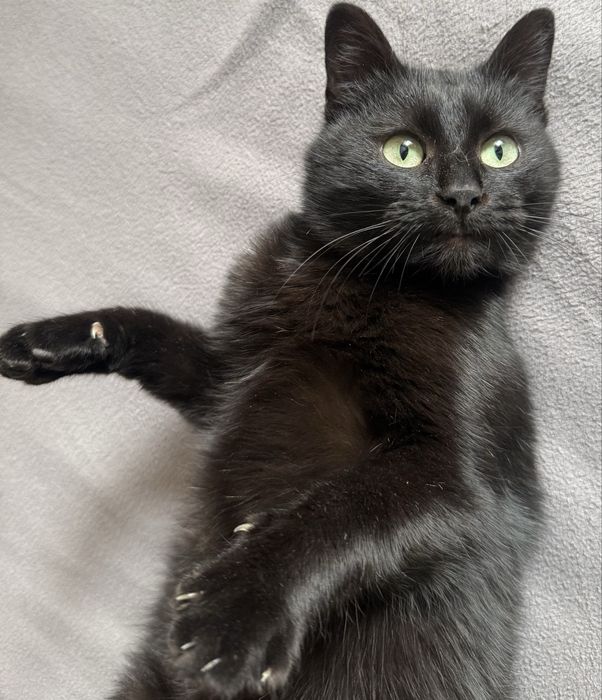 Кішка в добрі руки