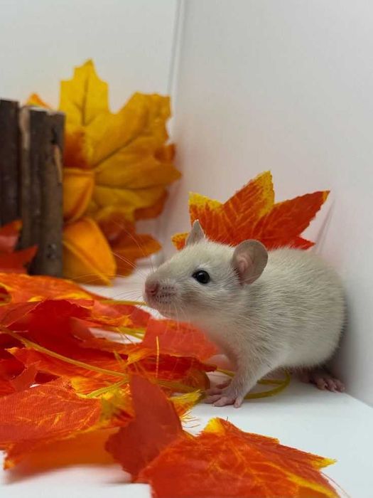 Крисята, криски, пацючки, пацюк, щурик