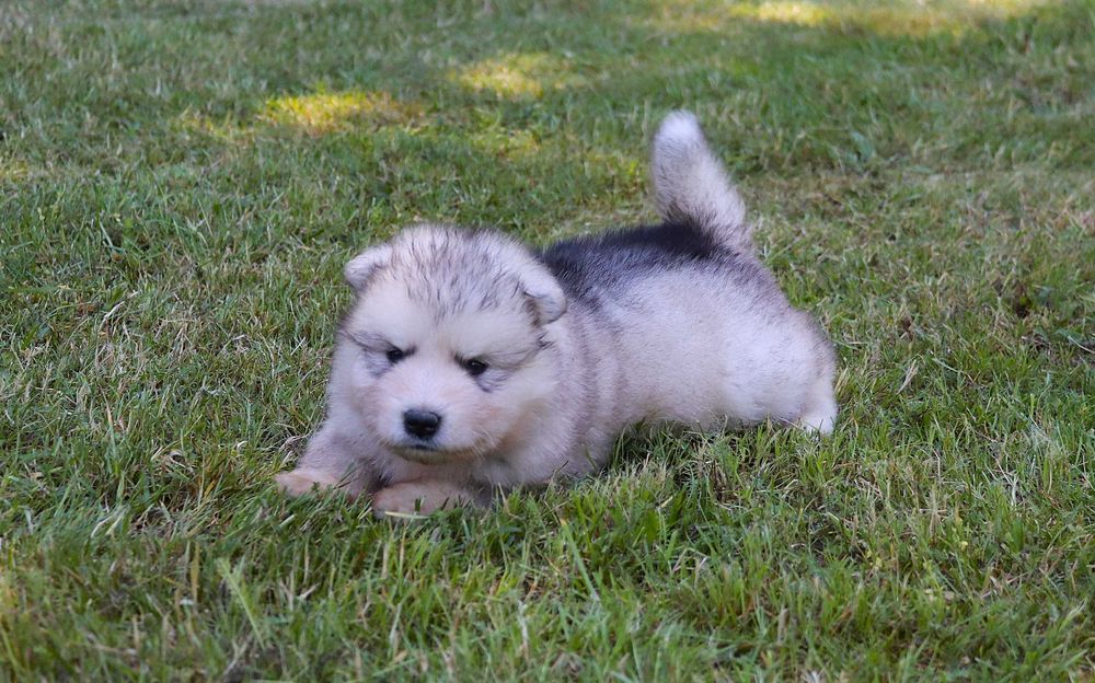 Alaskan Malamute szczeniak piesek