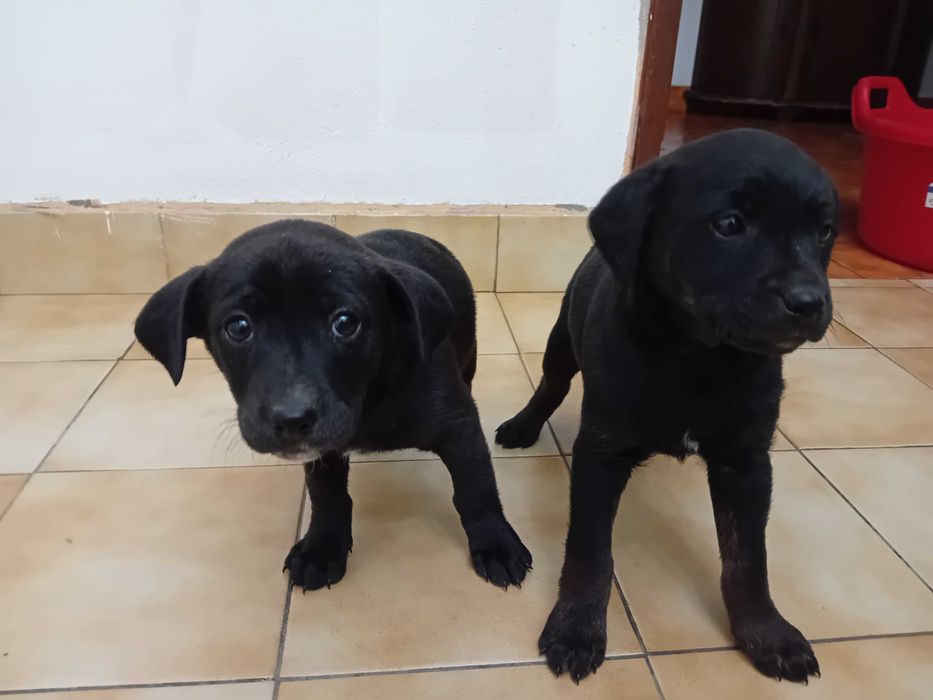 Dá-se 2 fêmeas antes canil