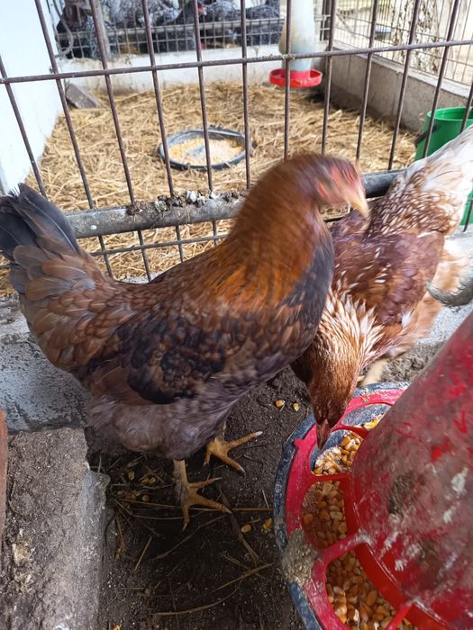 Vendo casal adulto raça Rohdes