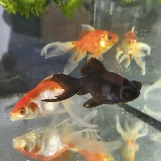 Złota rybka Welonek Goldfish 6-8cm WYSYŁKA AKWAWIN różne odmiany barwne i hodowlane DO OCZKA STAWU