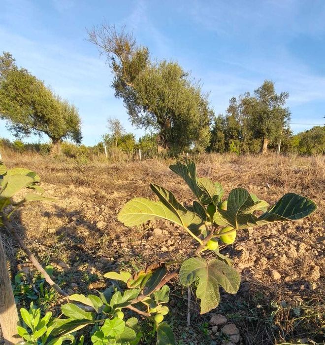 Terreno Rústico Vedado