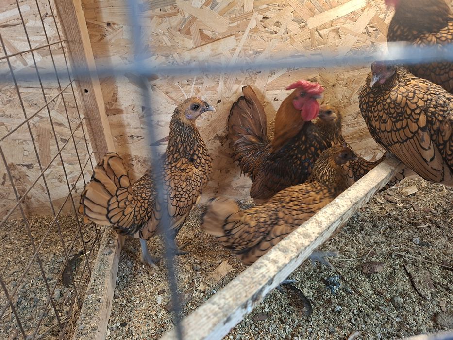 Куры яванская бентамка