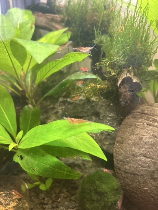 Krewetki Neocaridina Red