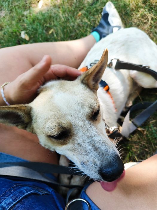 Olaf- mały zwinny psiak do adopcji