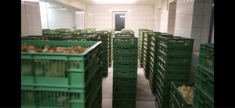 Добові курчата м‘ясо-яєчних порід