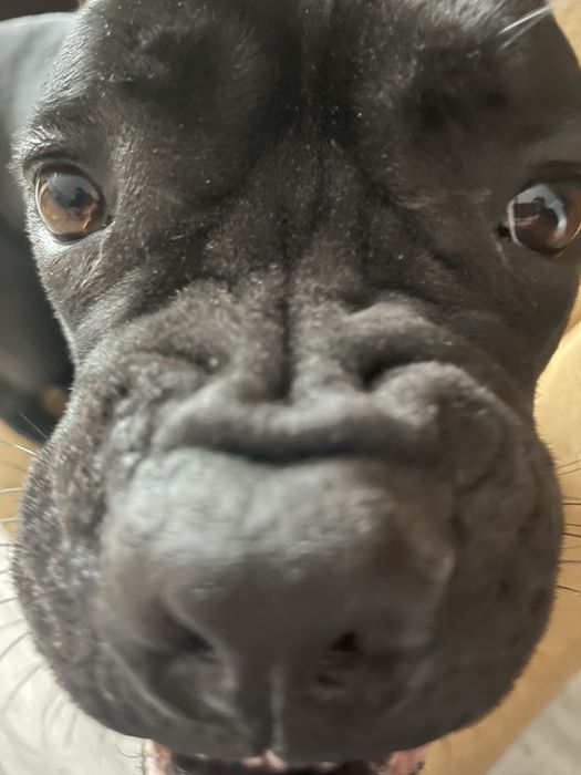 Собака кане корсо