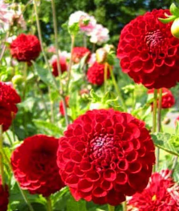 Продам набор сортовых георгин