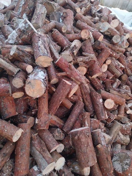 Gałęzówka dąb buk sprzedam