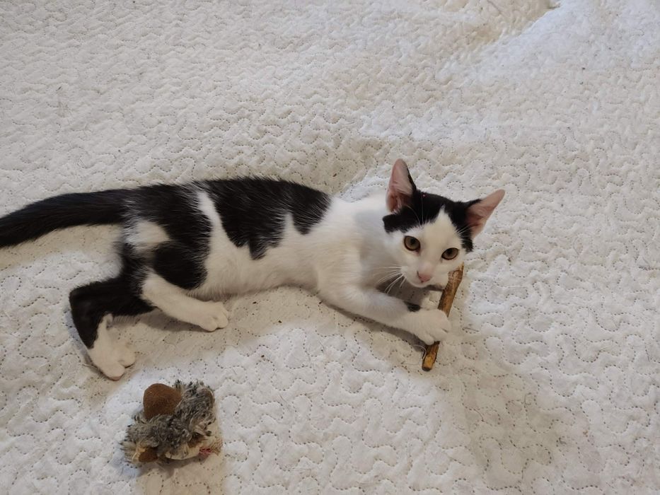 Kociak do adopcji mały kochany słodki Oreo