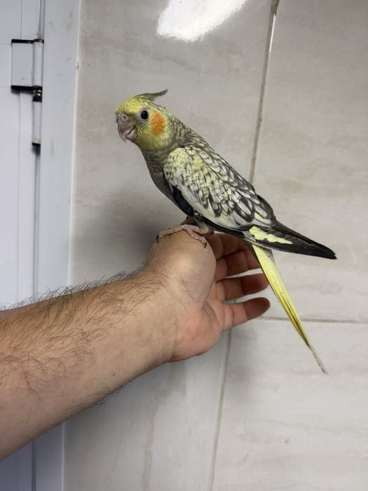 Caturras criadas á mão