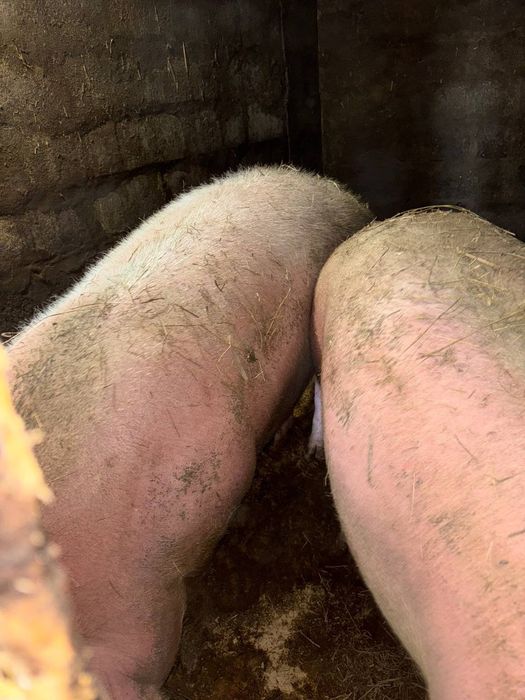 домашние свиньи.